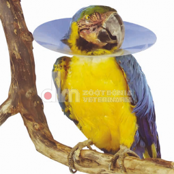 Collare Elisabetta per uccelli