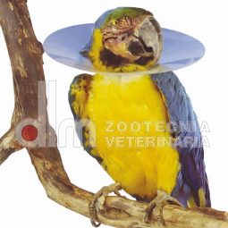 Collare Elisabetta per uccelli